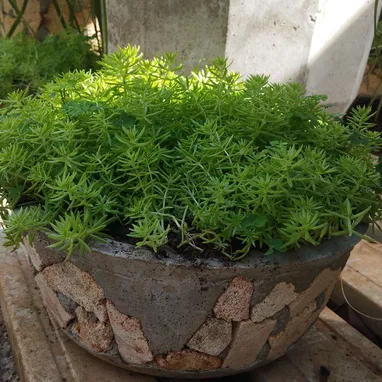 Plantas y servicios de Jardineria - Img 118359578