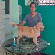 Peluquería canina domicilio - Img 55738434