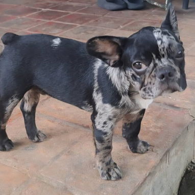 ((( BULLDOG FRANCÉS MACHO YA VACUNADO EN VENTA BETTY MASCOTAS WHATSAPP 52506841 ))) - Img 125065625