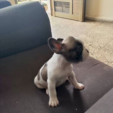 BULLDOG FRANCES,hembras,en 750 USD o equivalente,TENGO MENSAJERÍA,tienen 43 días y están desparacitadas - 10/10