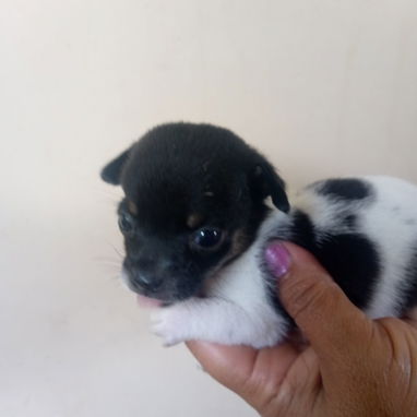 En venta perrito original Chihuahua - 3/9