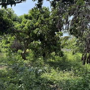 Se vende finca o se permuta para…. - Img 57465536