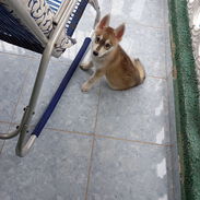 Cachorro de husky - Img 58282598