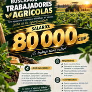 Salario 80 000 cup, buscamos agricolas - Img 58113137