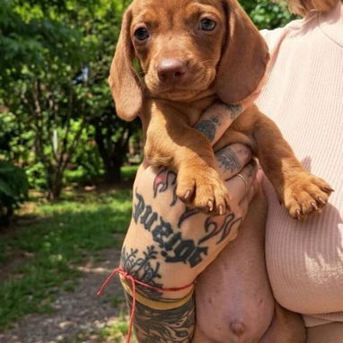 Cachorros Salchichas - 3/3