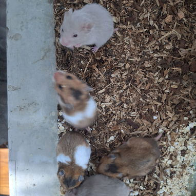 Hamster en venta - 2/2