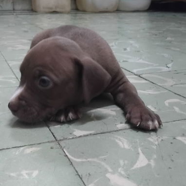 Cachorros de putbull - 4/5