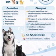 veterinaria a domicilio - Img 57482503