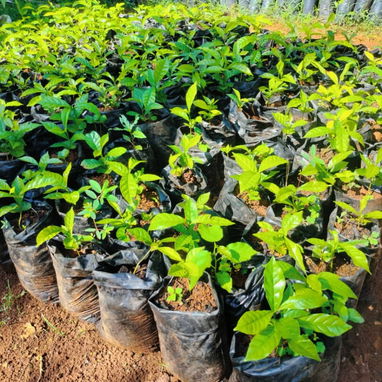 Venta de arboles frutales y ornamentales - Img 124230946
