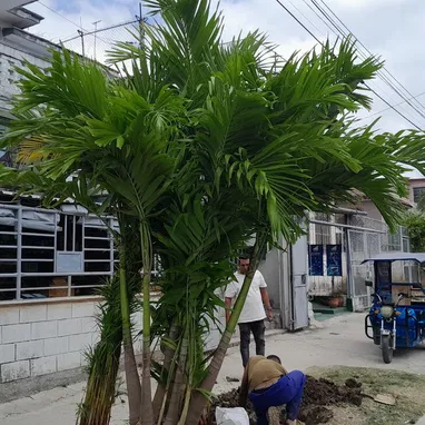 jardinería y mantenimiento de exteriores - Img 120784917