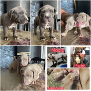 ((( AMERICAN BULLY XL EJEMPLARES AMBOS SEXOS BETTY MASCOTAS WHATSAPP 52506841 ))) - Img 54867789
