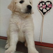 GOLDEN RETRIEVER,machos,en 250 USD o equivalente,TENGO MENSAJERÍA,tienen 45 días y están desparacitados - Img 55877828