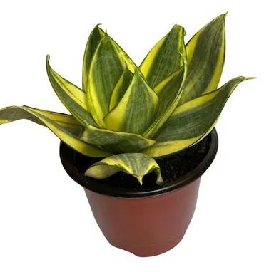 Preciosos cactus y suculentas para adornar espacios y regalar. Haz que las buenas vibraciones lleguen a tu hogar - Img 97337315