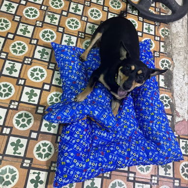Camitas para mascotas (perros, gatos) - 3/3