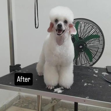 Estética canina en vedado - 3/5