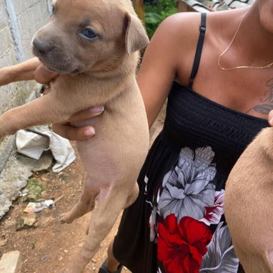 Venta de perros pitbull - Img 123386528