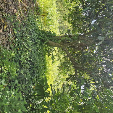 En venta finca en jovellanos con casa de mampostería - Img 124509204
