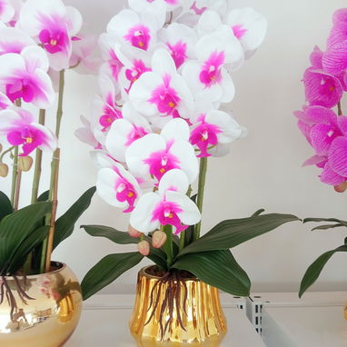 ORQUIDEAS - 2/2