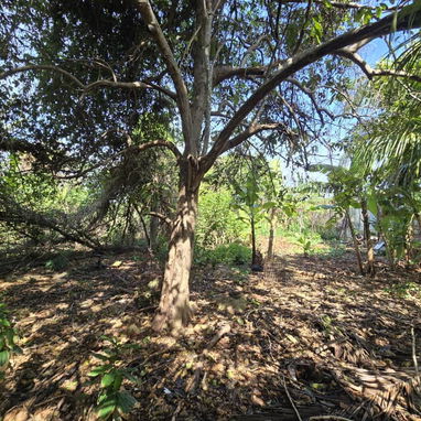 Terreno en celimar - 4/6