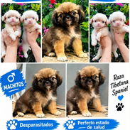🐾 SPANIEL TIBETANOS CONOCIDOS COMO PEQUINÉS MACHOS BETTY MASCOTAS WHATSAPP 52506841 🐾 - Img 57178657
