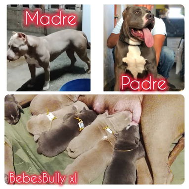 AMÉRICAN BULLY XL,ambos sexos,en 700 USD o equivalente,TENGO MENSAJERÍA,tienen 65 días y están desparacitados. - Img 122576629