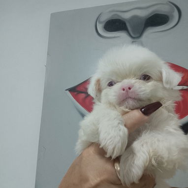 #### Pekinés albino macho ##### - Img 123173411