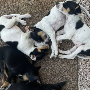 Cachorro de perro raronero - 2/4