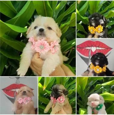 MASCOTAS LEGÍTIMAS ,Calidad y garantía - Img 98312453