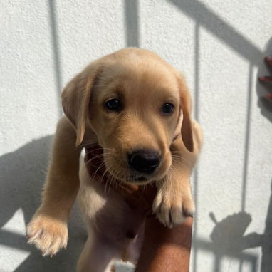 Cachorros labradores - Img 125632940