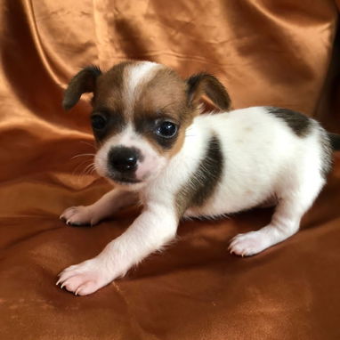 Vendemos cachorro de todo tipo de razas - Img 111500450