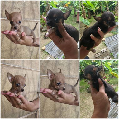 🐾✨ SUS VENTAJAS POR LA COMPRA BETTY MASCOTAS WHATSAPP 52506841 ✨🐾 - 8/10