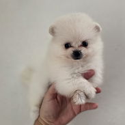 CACHORRAS DE RAZA POMERANIA 🐻 ♀️♀️🩷 - Img 57887965