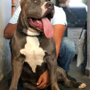 AMÉRICAN BULLY XL,ambos sexos,en 700 USD o equivalente,TENGO MENSAJERÍA,tienen 65 días y están desparacitados. - Img 122576630