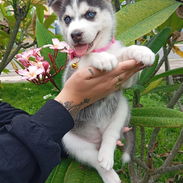 HUSKY SIBERIANO,hembra,en 200 USD o equivalente,TENGO MENSAJERÍA,40 días,desparacitada,entrega HISTORIA CLÍNICA,COLLAR - Img 55877757