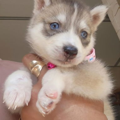 HUSKY SIBERIANO,hembra,en 150 USD o equivalente en moneda nacional,TENGO MENSAJERÍA,tiene 50 días y está desparacitada - 3/3
