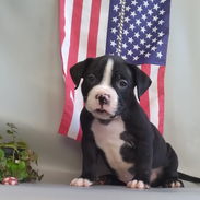 Bellos cachorros de american bully pocket exoticos - Img 57958953