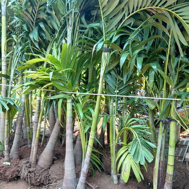 Cervicio de jardinería - 4/5