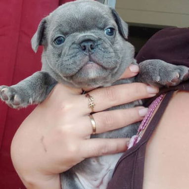 Bellos cachorros de bulldog francés - 3/5