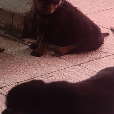 ROTTWEILER,ambos sexos,en 550 USD o equivalente,TENGO MENSAJERÍA,tienen 80 días,ESTAN VACUNADOS y desparacitados - Img 125846341