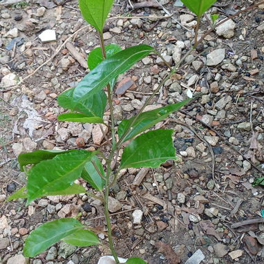 Plantas naturales: cerezas, maracuyá, verbena, únete a mi grupo de WhatsApp - 2/2