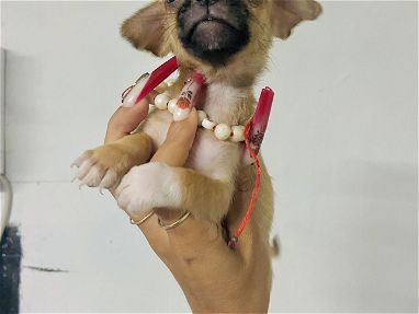 Chihuahuas Hembritas y Machito desparasitados,saludables y juguetones - Img 69601135