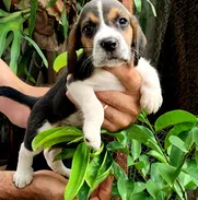 💢Beagles 💢😍 - Img 50846920