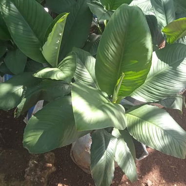 Servicio de jardinería 👩🏼‍🌾 - Img 125531577