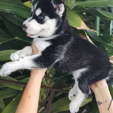 HUSKY SIBERIANO,machos,en 200 USD o equivalente,TENGO MENSAJERÍA,de 60 días,desparacitados,entrega con historia clínica - Img 122251175