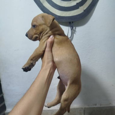 PITBULL,de ambos sexos,en 120 USD o equivalente en moneda nacional,TENGO MENSAJERÍA,tienen 48 días y están desparacitado - 6/10