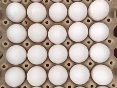 Vendo cartón de huevos - Img main-image-45717050