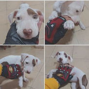 Cachorro de pitbull hembra en venta 🐶🐶🐶🐕🐕🐕🐶🐶🐶 💵Buen precio 🛵Mensajería gratis - Img 55928565