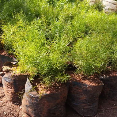 Venta plantas ornamentales - Img 119199638