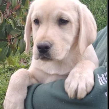 Disponibles todas las razas de perros - Img 119038522