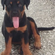 Vendo cachorro de rowailer - Img 58179663